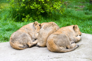 A small family of white lions indigenous to South Africa