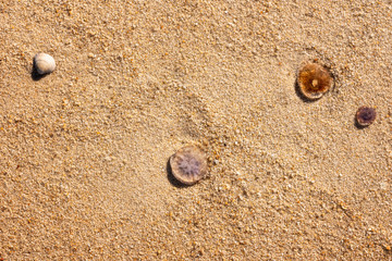 Jellyfish and seashell on sand close-up. Summer beach background