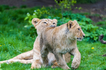 A small family of white lions indigenous to South Africa