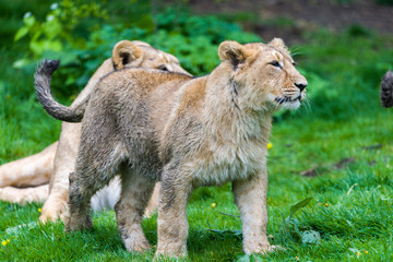 Obraz premium A small family of white lions indigenous to South Africa