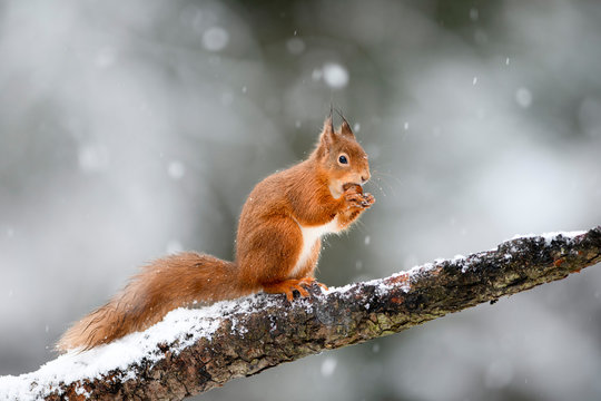 UK, Scotland, Red squirrel (Sciurus Vulgaris) feeding on tree branch in winter