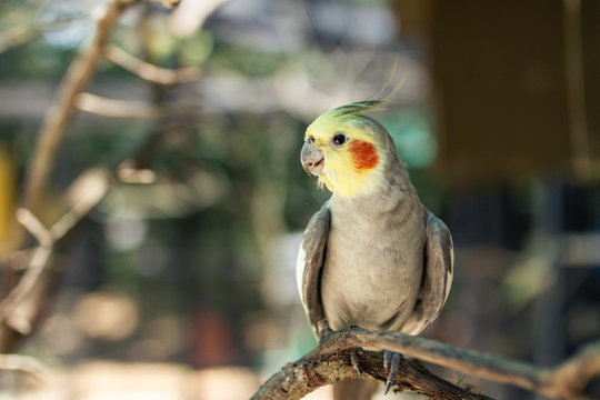 Parot in Miami Zoo Garden on stone at summer