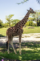 Giraffe in Miami Zoo Garden  at summer