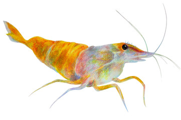 Shrimp. watercolor illustration. Isolated