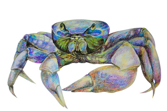 live crab, painted in watercolor and colored with crayons. Isolated
