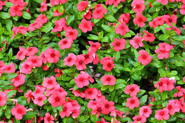 Closeup,vinca periwinkle pink flowers in the garden of King Rama IX park in Thailand