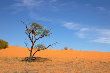 Landscape of acacia tree and dune in Kalahari