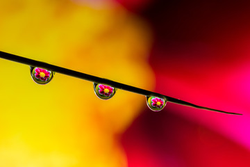 3 drops of dew with yellow and red flower refraction