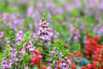 Closeup,Narrowleaf angelon flowers in the garden of King Rama IX park in Thailand