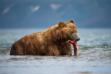 The Kamchatka brown bear, Ursus arctos beringianus catches salmons at Kuril Lake in Kamchatka, in the water