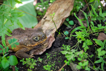 Tropical toad bright eye in green plants. Magic eye of tropical frog. Exotic animal closeup. Tropical fauna as pet in terrarium