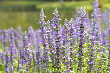 Fototapeta premium Closeup,Lavender flowers in the garden of King Rama IX park in Thailand