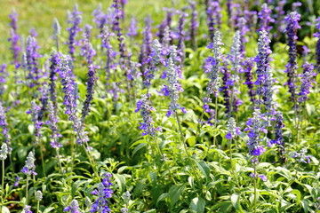 Closeup,Lavender flowers in the garden of King Rama IX park in Thailand
