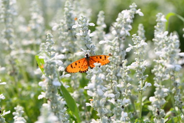 Closeup,Ellagance snow lavender lower with Acraca terpsicore in the garden of King Rama IX park in Thailand