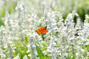 Closeup,Ellagance snow lavender lower with Acraca terpsicore in the garden of King Rama IX park in Thailand