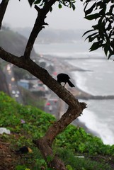 Lima