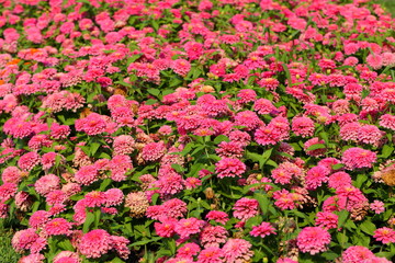 Closeup,Zinnia elegans,Common Zinnia flower in the garden of King Rama IX park in Thailand