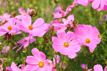 Closeup,Garden Cosmos flower in the garden of King Rama IX park in Thailand