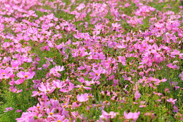 Closeup,Garden Cosmos flower in the garden of King Rama IX park in Thailand