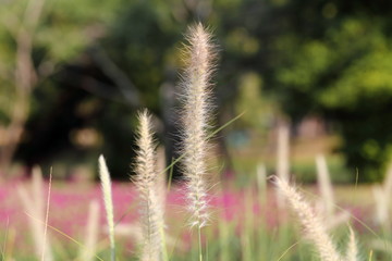 Fototapeta premium Closeup, Grass flowers in the garden of King Rama IX park in Thailand