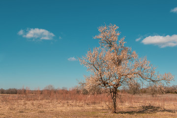 One tree in a field with copy space 