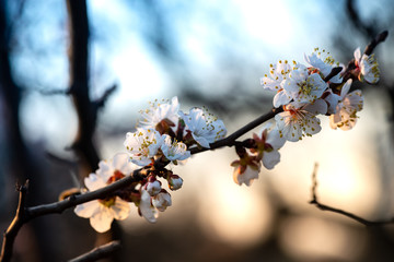 Nice white apricot spring flowers branch on blue sky background