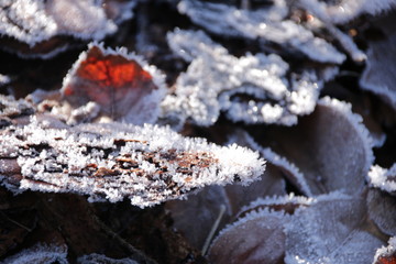 Frost