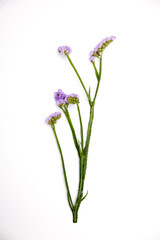 Limonium sinuatum Crystal Dark Blue. colorful fresh statice flower bouquet on the white background