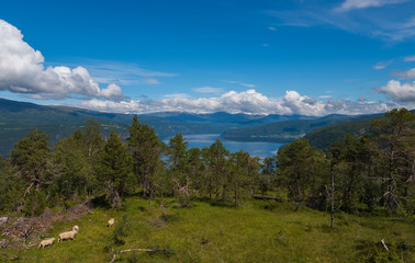 Fototapeta na wymiar View on Breimsvatn lake, Jolster, Norway. July 2019