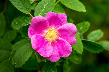 Pink rose hips on a bush among green leaves_