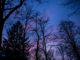Naklejka premium blue and purple sunset in the woods