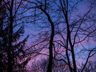 blue and purple sunset in the woods