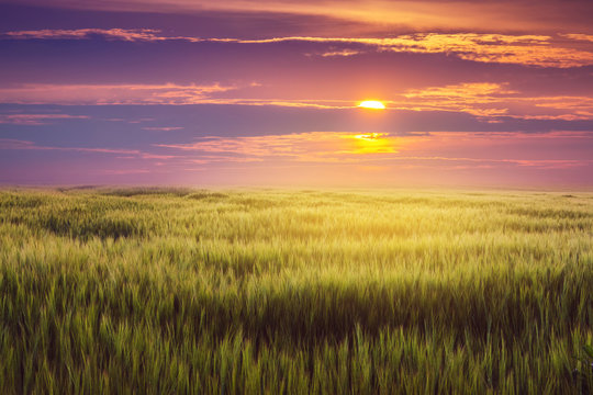 Wheat field and picturesque sky at sunset. Rural landscape_