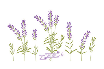 Fototapeta na wymiar Brushes of lavender flowers. White background. Vector.