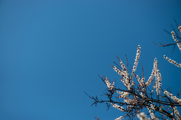 Nice white apricot spring flowers branch on blue sky background