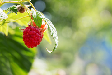 Red raspberries under green leaf on blurred background_