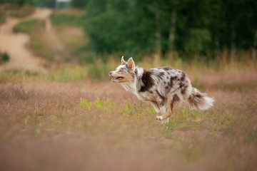 Naklejka na ściany i meble The dog runs on the grass. Active pet plays in nature. sports border collie at dawn