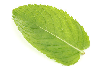Mint leaf isolated on white background