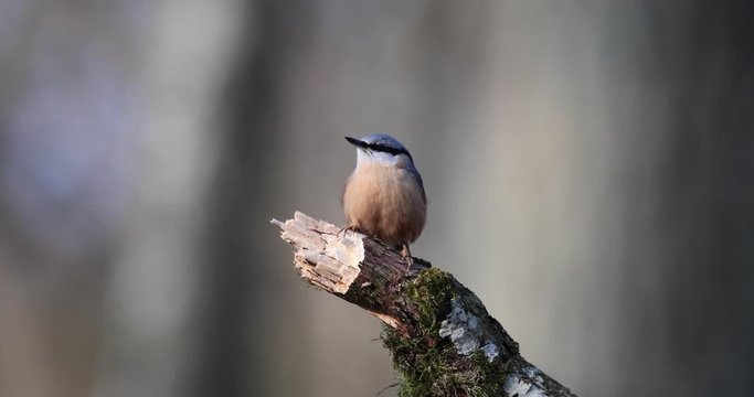 chant de sittelle torchepot