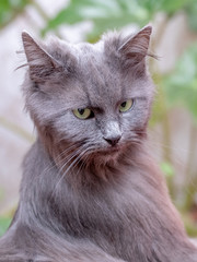 Naklejka na ściany i meble Closeup portrait of gray fluffy cat, vertical format_