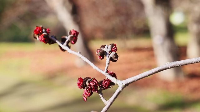 Red flowers of Persian ironwood