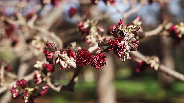 Flowers of Persian ironwood
