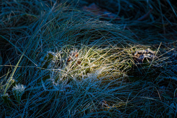 Frost on the grass in the morning sun.