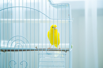 yellow, a small Canary, sits in a cage at home