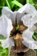 unique flower - nazareth iris, iris bismarckiana
