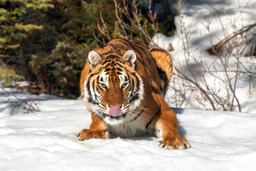 Naklejka premium Tiger Playing in the Snow