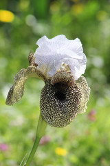 unique flower - nazareth iris, iris bismarckiana