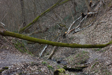 Spring creek at morning sun rays