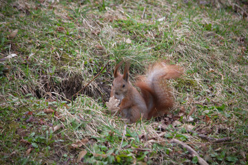 Curious red squirrel at grass