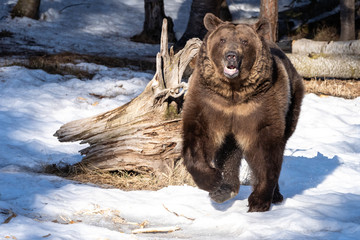 Grizzly Bear Running in the Snow, Montana